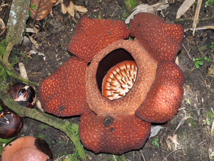 Largest flower: Rafflesia arnoldii.