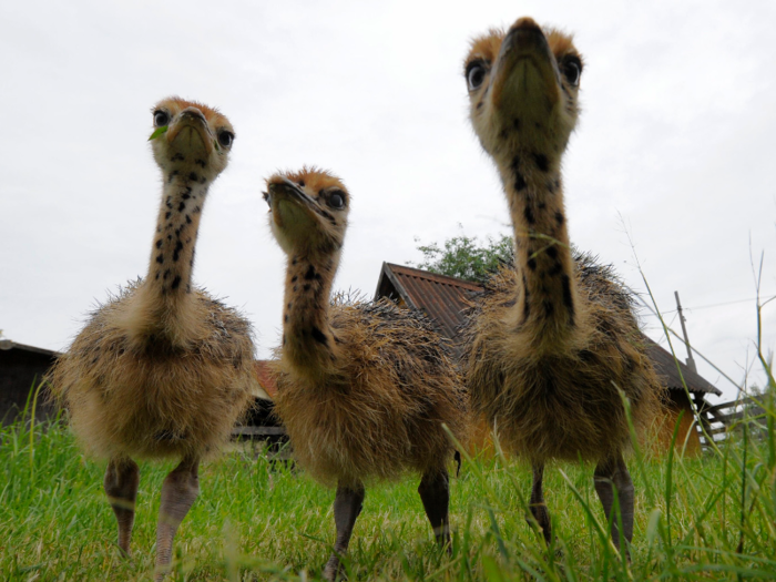 Largest bird: ostrich.