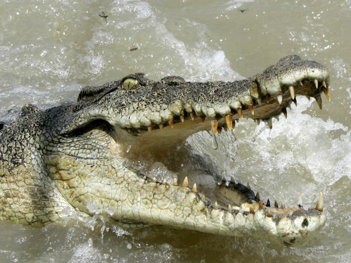 Largest reptile: saltwater crocodile.