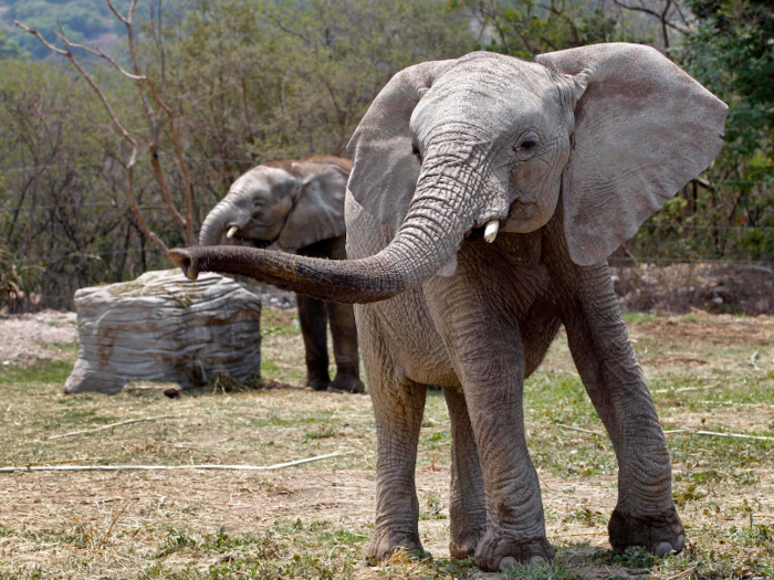 Largest land animal: African elephant.