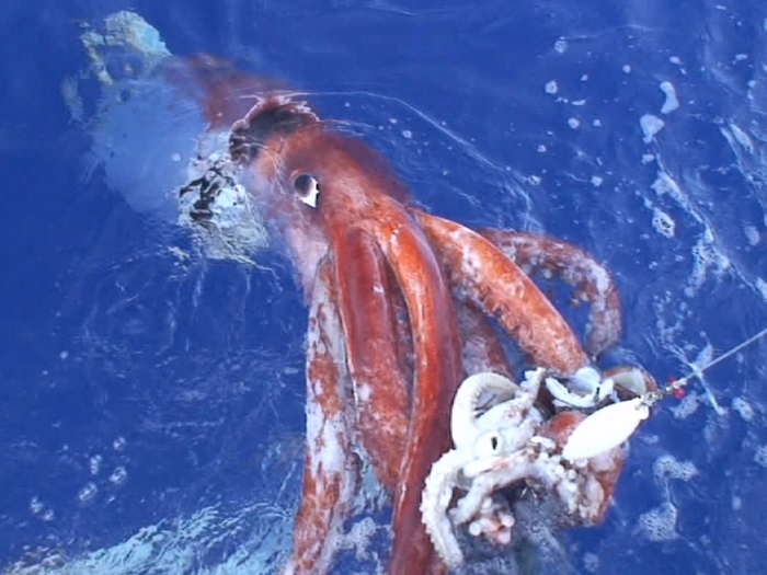 Largest invertebrate: giant squid.