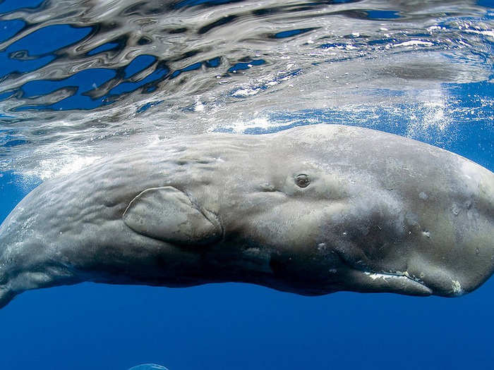 Largest animal with teeth: sperm whale.