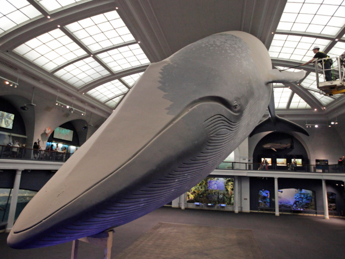 Largest animal living now: blue whale. They