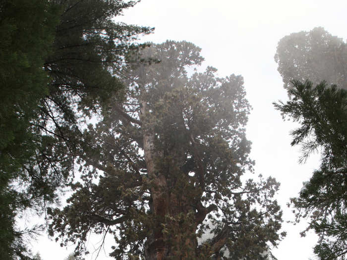 Largest single-trunked tree: General Sherman, a sequoia