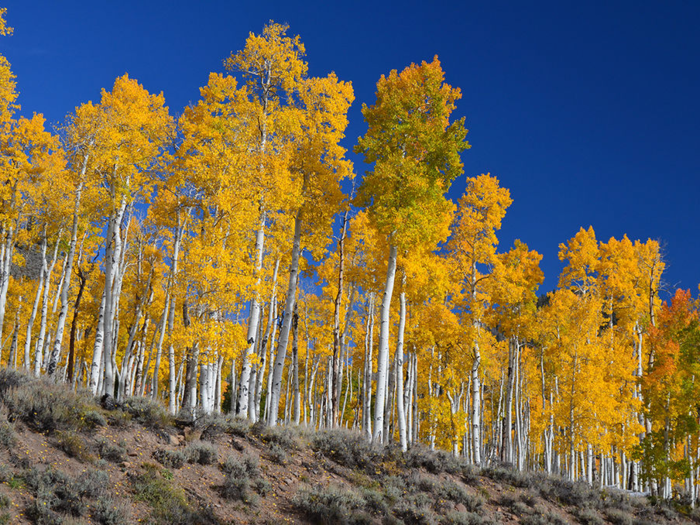 Second largest living thing: the Pando quaking aspen clone.