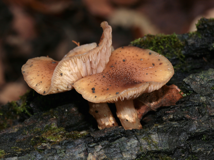 Winner, largest living thing: A gigantic spread of Armillaria ostoyae, also known as 