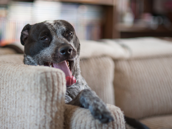 2. Why does my dog yawn everytime I do?