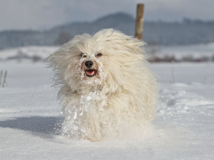 7. Why do dogs love snow?