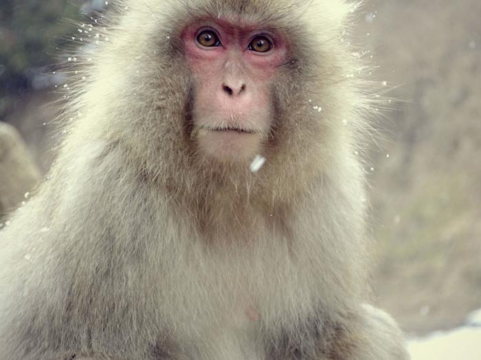 Get up close and personal with Japanese snow monkeys who come to bathe in the hot springs of Japan