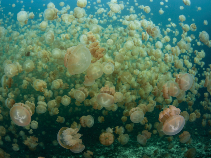 Swim with thousands of jellyfish at Jellyfish Lake in Eil Malk Island, Palau.