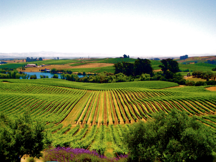 Taste delicious wines at the vineyards of Napa Valley, California.