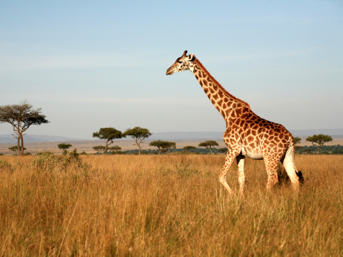 Observe wild animals in their natural habitat on a safari in Kenya.