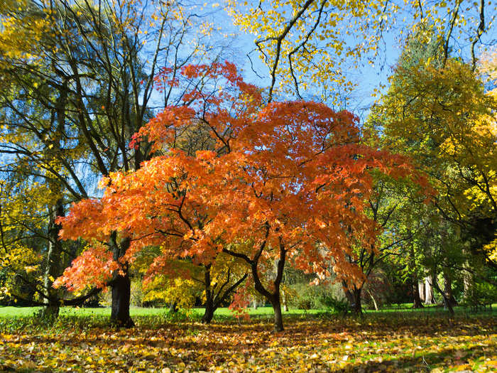 2. Walk along 17 miles of nature trails at Westonbirt Arboretum in Tetbury, Gloucestershire, which is home to 15,000 trees from all over the world. Visit in the autumn when the leaves change colour for the best foliage displays.