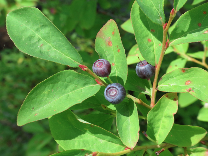 Montana: Found all over northwestern Montana during the late summer, huckleberries are small, blue-ish purple fruits that are comparable to blueberries — although locals insist huckleberries are much more flavorful.