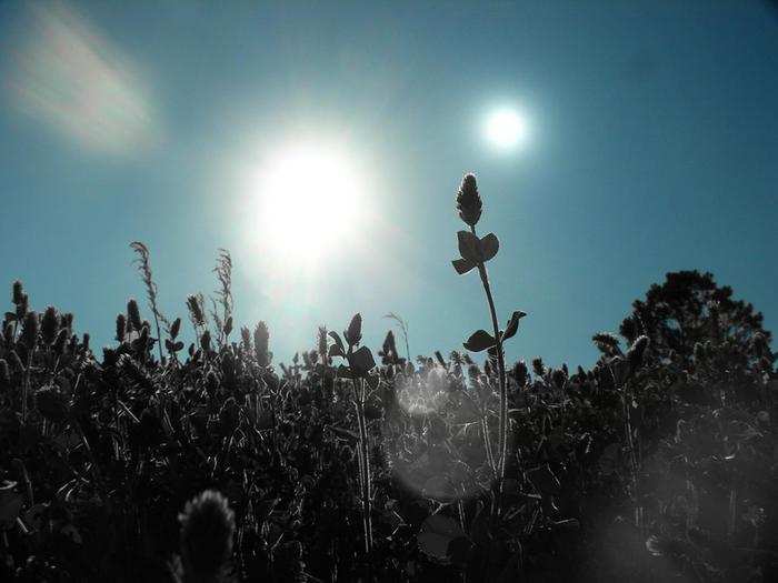 For example, worlds around a red dwarf may harbor jet-black plants to soak up that color of light.