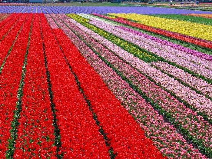 KEUKENHOF, LISSE, NETHERLANDS: If you want to see the most beautiful display of flowers you