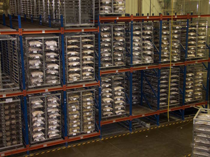 Aisle after aisle, mushroom mycelium — the complex network of spindly branches that form the basis of the fungi’s root system — sprout inside geometric containers stacked 30 feet high.