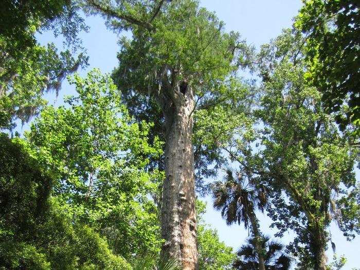 A woman smoked meth inside the hollow trunk of a 3,500-year-old tree. She started a fire and the entire tree burned down.