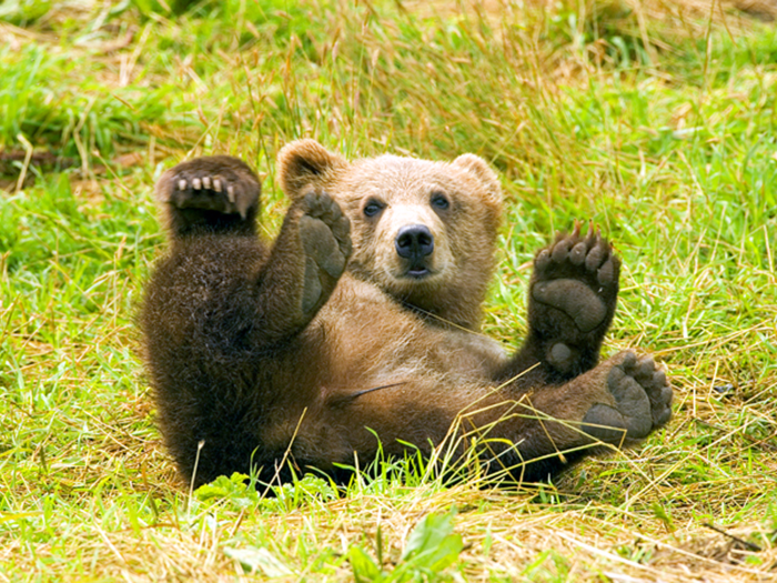 Some tourists thought bear spray (pepper spray) worked like bug repellent and sprayed the hot chemicals all over their bodies.