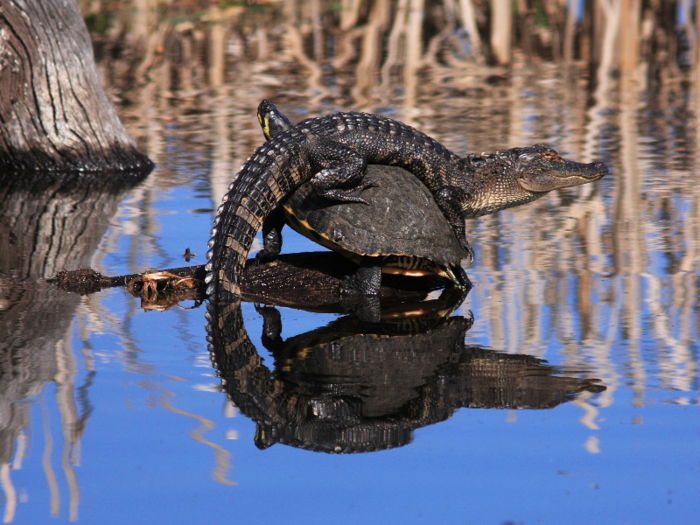 People in Everglades National Park tried to take home baby alligators as pets.