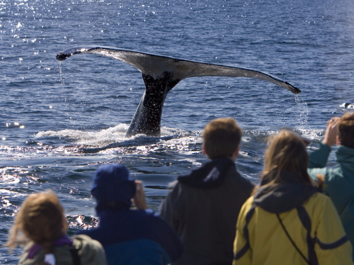 A person on a whale-watching tour asked the guide what elevation they were at. The answer: sea level.