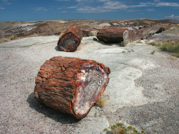 Tourists tried and failed to light fossilized wood on fire, which also happens to be illegal.