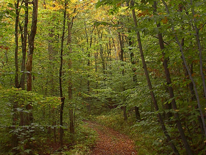 Boy scouts decided to cut down several young trees in a national park, and were fined heftily.