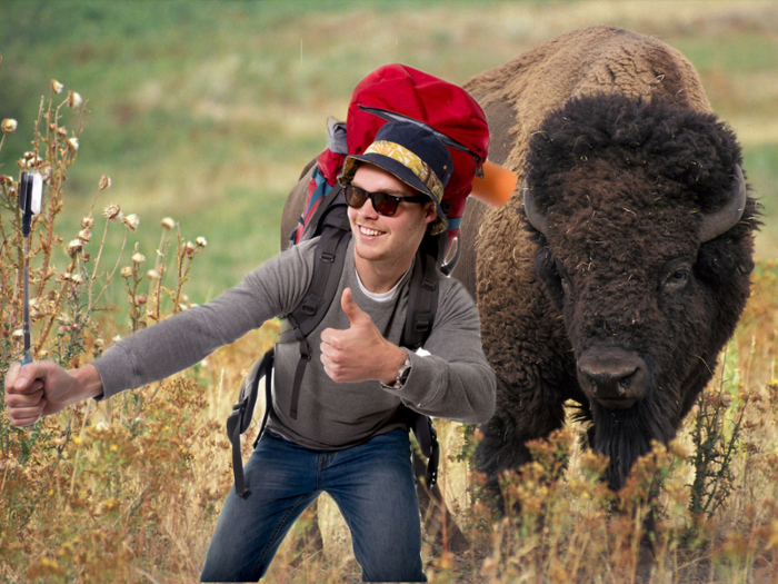 Many people have gotten too close to bison in Yellowstone, often in hopes of snapping an amazing picture, but ended up with serious injuries in the process.