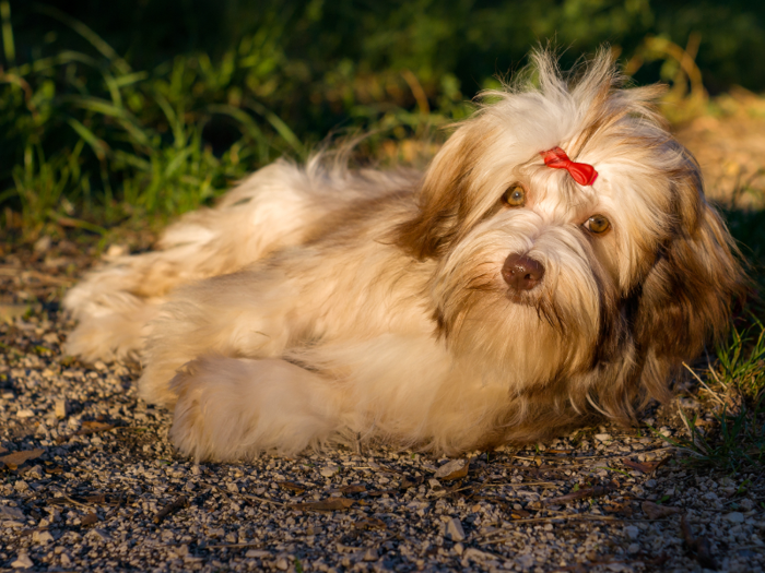 #30: Havanese