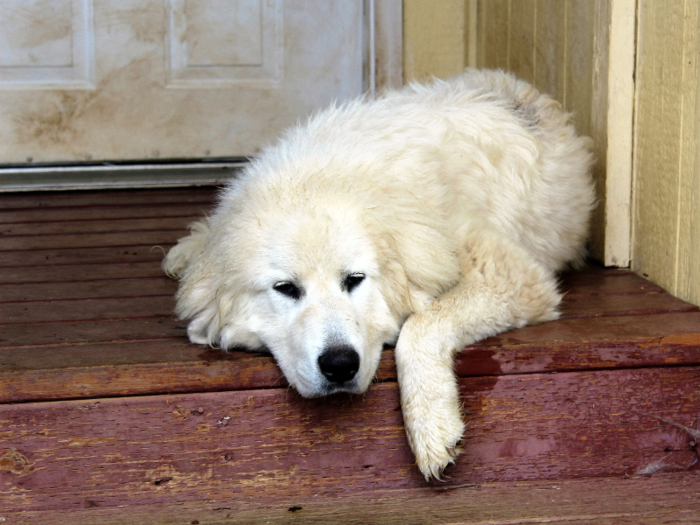 #28: Great Pyrenees