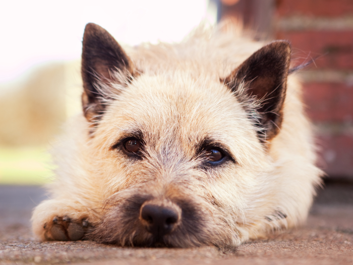 #25: Cairn Terrier