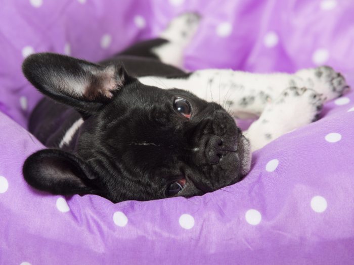 #23: French Bulldog