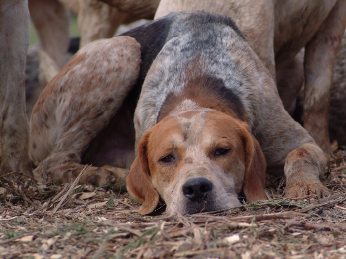 #21: American Foxhound