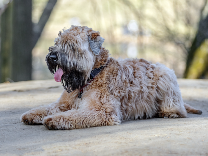 #20: Soft Coated Wheaten Terrier