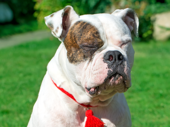 #16: American Bulldog