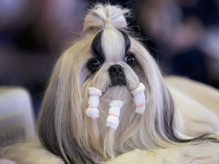 #15: Shih Tzu