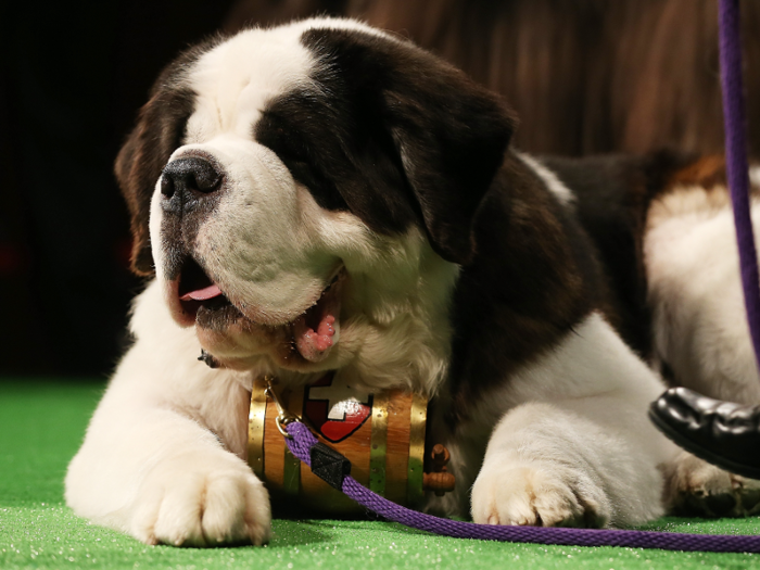 #14: Saint Bernard