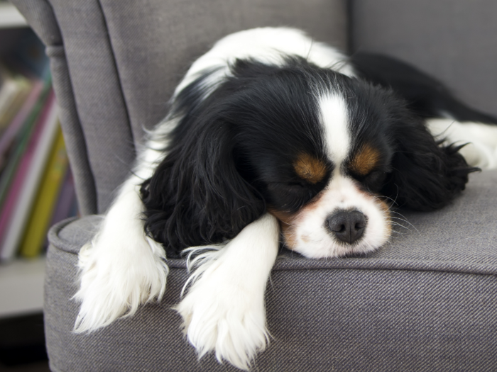 #13: Cavalier King Charles Spaniel