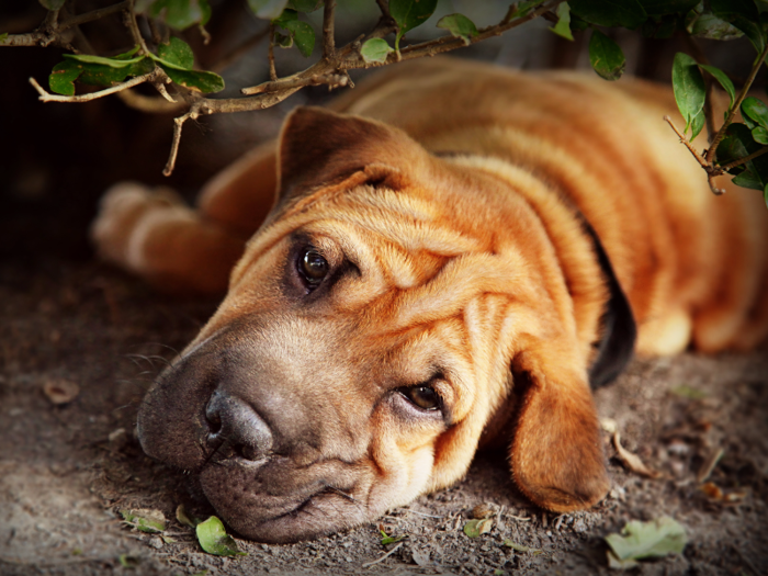 #10: Chinese Shar-Pei