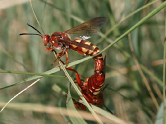 Western cicada killer