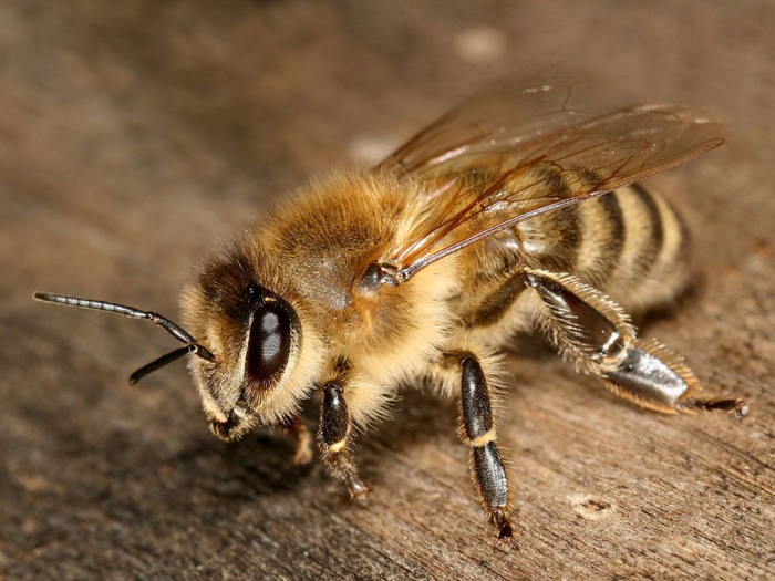 Western honey bee