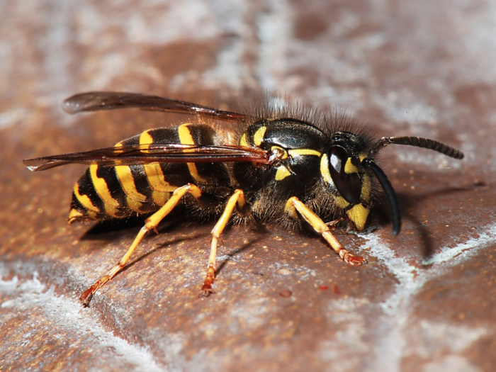 Western yellowjacket