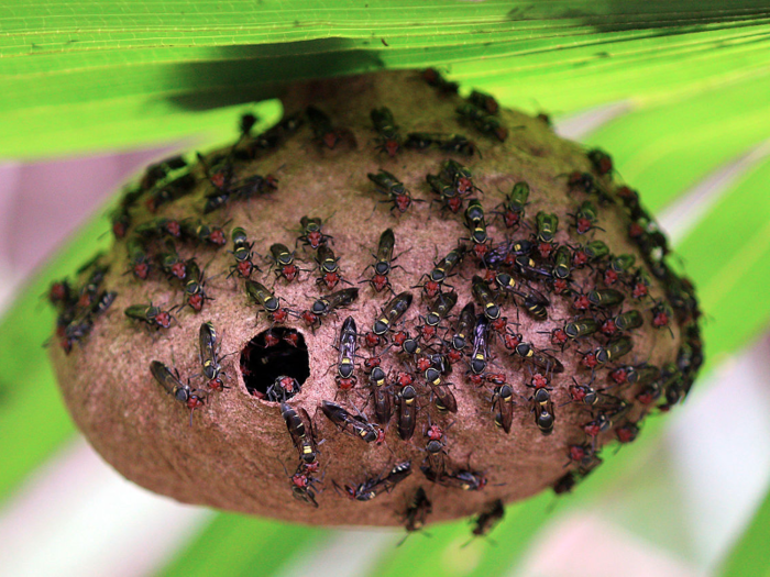 Fierce black polybia wasp