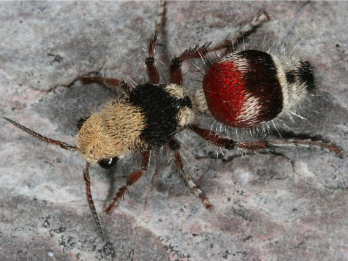 Velvet ant (technically a wasp)