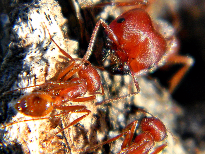 Florida harvester ant