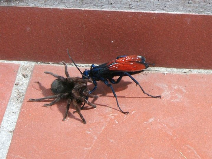 Tarantula hawk