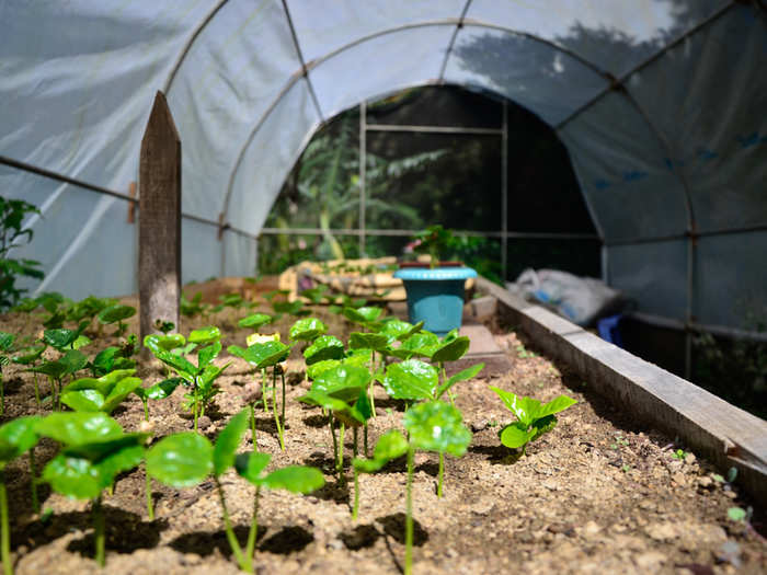 The first cultivated C. arabica plants came from the southwestern highland forests of Ethiopia. Now rare to their native region, the plants are instead found instead all over the world, from Africa and South America to Southeast Asia and the Caribbean. Here, farmers are growing tiny seedlings to study the plants