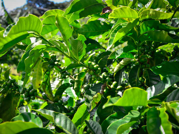 The round, green, berry-like structures on the arabica plant below are coffee cherries. These are harvested, separated from the bean, and ground into coffee. Warming temperatures have put extra stress on coffee plants, though. Higher temperatures have expanded the range of a pest known as the coffee berry borer, which, along with a pesky fungus known as coffee rust, is devastating coffee crops.