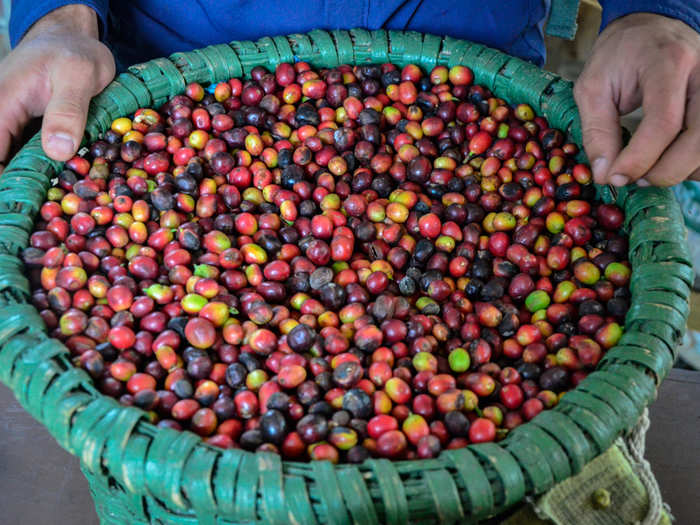 When coffee cherries ripen, they turn from bright green to differing shades of yellow, red, and purple. Farmers pick the cherries and collect them in baskets — called "canastas" — like the one shown below. Costa Rican coffee workers, many of whom are Nicaraguan immigrants, are typically paid as little as $1.50 for each full basket they pick.