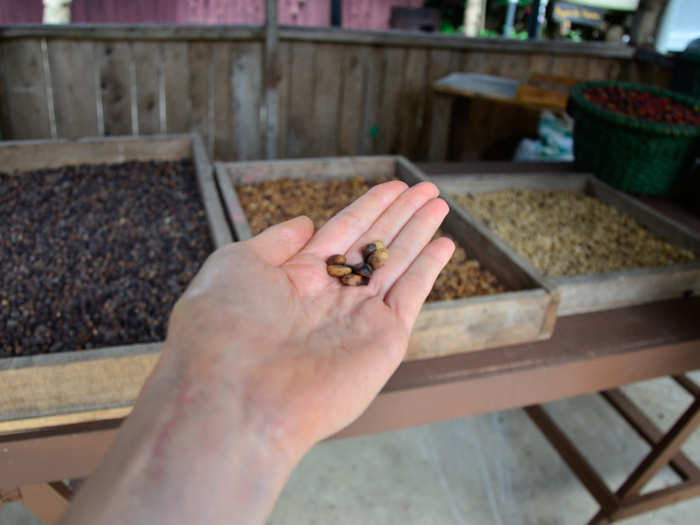 After picking, the cherries are washed, dried, and roasted using one of three main processes: dry, semi-dry, or wet.

The dry process involves cleaning and drying the entire cherry without separating it from the coffee bean inside, while the wet process involves separating the bean from the cherry and immediately washing and drying them.

Here I am holding some semi-dry processed beans.